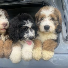 Bernedoodle Puppies from Joy's Dood Ranch
