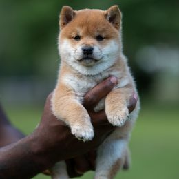 Girl 1 - Shiba Inu puppy in Hephzibah, Georgia from Evenfalls Shiba Inu