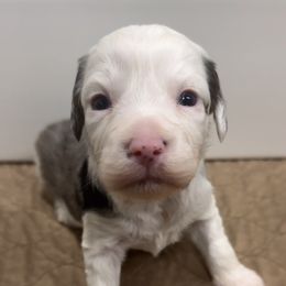 Rudy - Brown merle male Aussiedoodle puppy in Heber City, Utah from Junipersdoodles