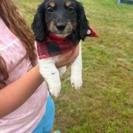 Chase - Piebald male Dachshund puppy in Mansfield, Missouri from Owens Farm
