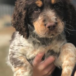English Springer Spaniels from Palmetto Springer Spaniels