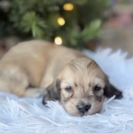 Mandy - Cream female Dachshund puppy in Richmond, Virginia from Irresistible Dachshunds & Cavaliers