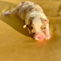 Spice - Red merle female Australian Shepherd puppy in Beaverdam, Virginia from Cimmarun Farm Aussies