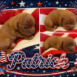 Patrick - Ruby male Cavalier King Charles Spaniel puppy in London, Arkansas from Frosty’s Cavaliers