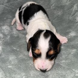 Male 1 - Piebald male Dachshund puppy in Licking, Missouri from Bean Creek Dachshunds & Terriers