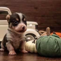 Bo - Black and tan male American Corgi puppy in Dobson, North Carolina from Clover S Farm