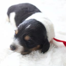 Peter - Piebald male Dachshund puppy in Morrow, Ohio from Courtney’s Colorful Doxies