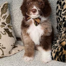 Green - Chocolate merle male Bernedoodle puppy in Curtice, Ohio from The Pink Doghouse