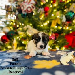 Belle - White and tan female Russell Terrier puppy in Lufkin, Texas from Dixie-Rose JRT