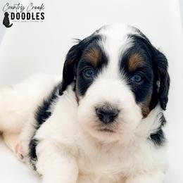 Janet - Tri-color female Bernedoodle puppy in Tipton, Indiana from Country Creek Doodles
