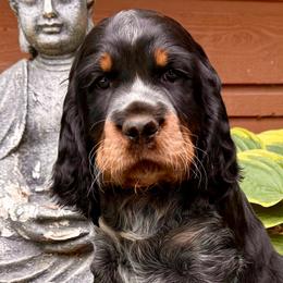 Denali (Pink) - Black white and tan female English Springer Spaniel puppy in Conifer, Colorado from Majestic Mountain Springs