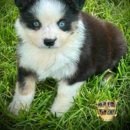 Dill - Black tri-color male Australian Shepherd puppy in El Dorado Springs, Missouri from HP Aussie Kennels