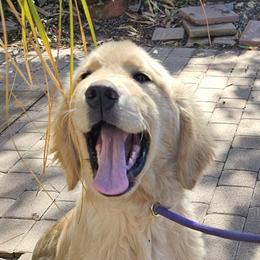 Girl 1 - Golden female Golden Retriever puppy in Los Angeles, California from Sea Air Goldens