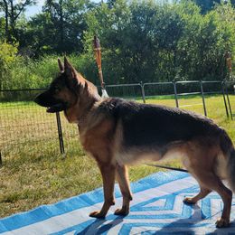 German Shepherds from Iron Crest Shepherds