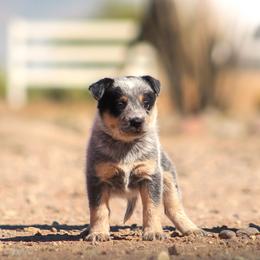 Australian Cattle Dog Puppies from Impact 3rd Australian Cattle Dogs