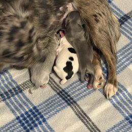 Keith - Blue male Chihuahua puppy in Beaumont, Texas from Anastasia’s Tiny Pupps