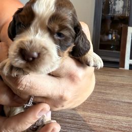 Boy 5 - Liver white and tan male English Springer Spaniel puppy in Fort Meade, Florida from Lake in the Hills Springers