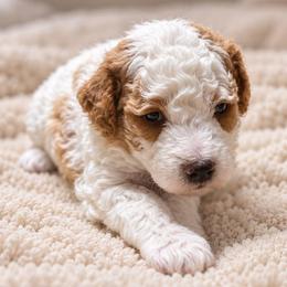 Cider - Parti male Goldendoodle puppy in Pittsburg, Texas from Grace Springs Goldendoodles