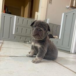 Ozzy - Blue male French Bulldog puppy in Lenora, Kansas from North Fork Frenchies