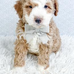 Darth - Yellow and white male Bernedoodle puppy in Otisville, Michigan from Danie’s Darling Doodles LLC