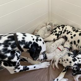 Penny - Dalmatian
