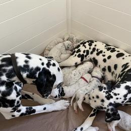 Penny - Dalmatian