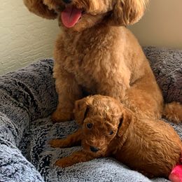 Poodle Puppies from Premier Poodle