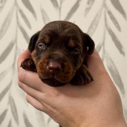 Girl 3 - Doberman Pinscher puppy from Imperium Dobermann Kennel