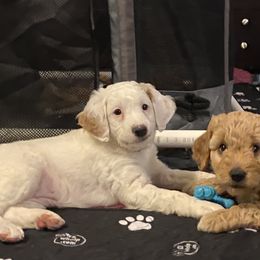 Goldendoodle Puppies from Smith Family Doodles