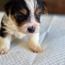 Rosie's Parti Boy - Parti male Yorkshire Terrier puppy in Aiken, South Carolina from Sio's Yorkies