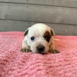 Leo - Red mottled male Australian Cattle Dog puppy in Axton, Virginia from Red Clay Kennels