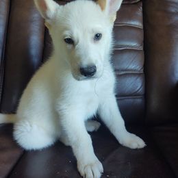German Shepherd and Golden Retriever Puppies from Farmhouse Friends