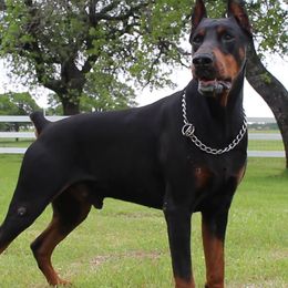 Doberman Pinscher puppies from Team Feem Breeders