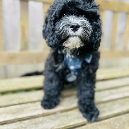 Baby boy 1 - Black and white male Cavapoo puppy in Natural Bridge, Virginia from Rockbridge Puppies