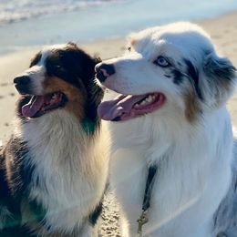 Australian Shepherds from Steppingstone Kennel
