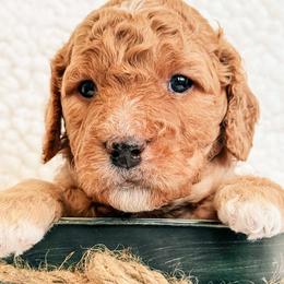 Bannock - Red  male Goldendoodle puppy in Meridian, Idaho from Table Rock Legacy Doodles