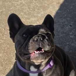 Ruby - French Bulldog