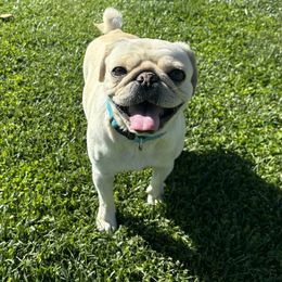 Pearl - Pug