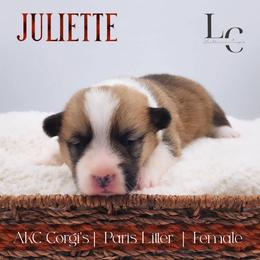 Juliette - Red female Pembroke Welsh Corgi puppy in Pine Village, Indiana from NL Horsemanship