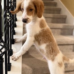 Zazu - Parti male Goldendoodle puppy in Minneola, Florida from Unike Puppies