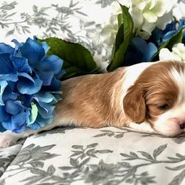 Boy 3 - Blenheim Cavalier King Charles Spaniel puppy in Mt. Ulla, North Carolina from Divine Cavaliers