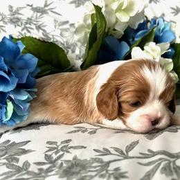 Boy 3 - Blenheim Cavalier King Charles Spaniel puppy in Mt. Ulla, North Carolina from Divine Cavaliers