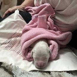 Aoife (Eve) - Light golden female Golden Retriever puppy in Rocky Point, North Carolina from CelticDoods