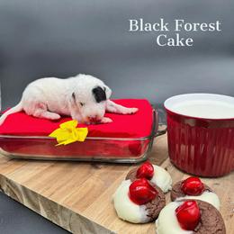 Dalmatian, Poodle, and Rhodesian Ridgeback Puppies from Ruffles, Ridges, & Spots!