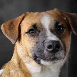 Border Terriers and Jack Russell Terriers from Cedar Run Kennels