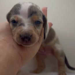 Boy 5 - Dapple male Dachshund puppy in Bakersfield, California from KC Doxies