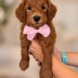 Maple - Red  female Goldendoodle puppy in Norcross, Georgia from Teddy Puppies