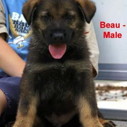 German Shepherd Puppies from Firelight German Shepherds