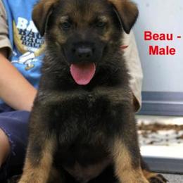 German Shepherd Puppies from Firelight German Shepherds