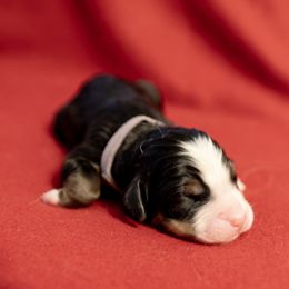 Nadia - Black rust and white Bernese Mountain Dog puppy in Pisgah Forest, North Carolina from Holly Hill Berners